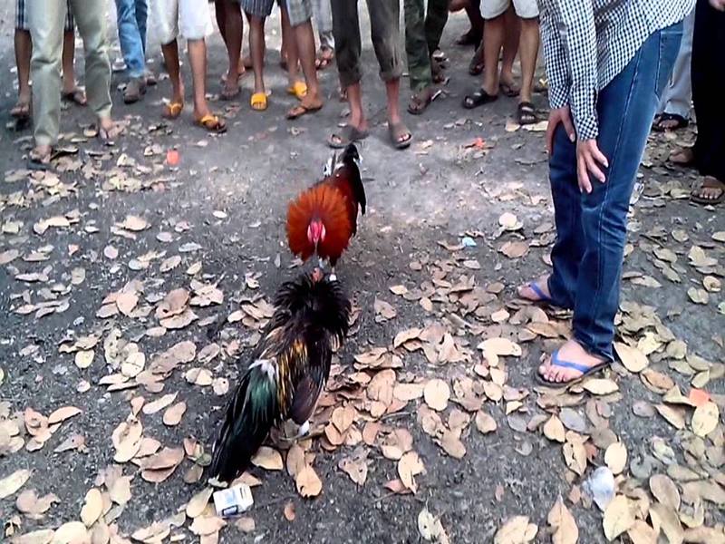 Đá gà blv là gì? Đặc điểm của thể loại đá gà blv 4 Đá gà blv 4
